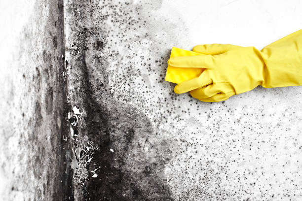 Best Mold Remediation for Specific Building Types in Boise City, OK