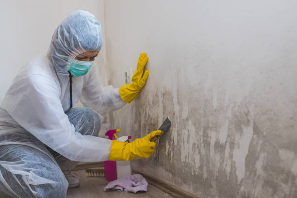 Best Residential Mold Remediation in Boise City, OK