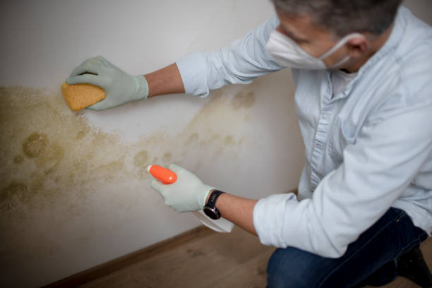 Best Black Mold Remediation in Boise City, OK