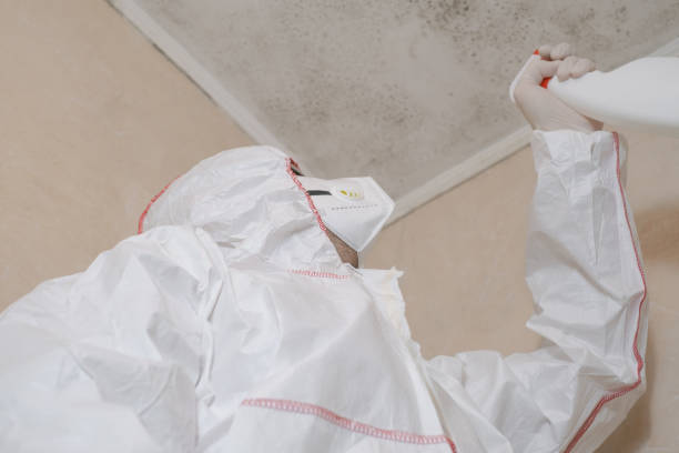 Best Industrial Mold Remediation in Boise City, OK