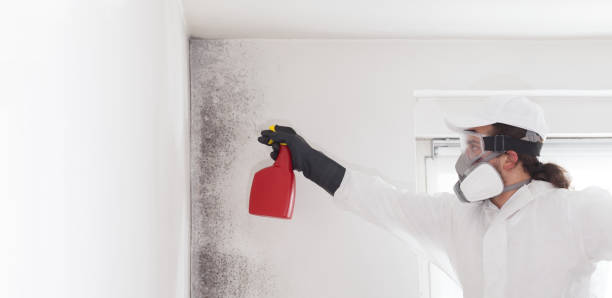 Best Localized Mold Remediation (e.g., coastal areas, humid climates) in Boise City, OK