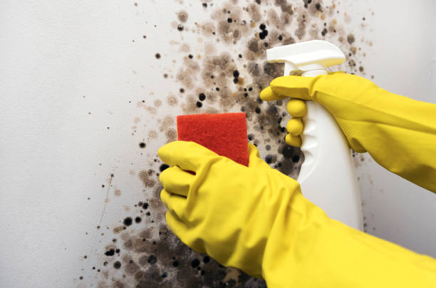 Best Health and Safety Mold Remediation in Boise City, OK