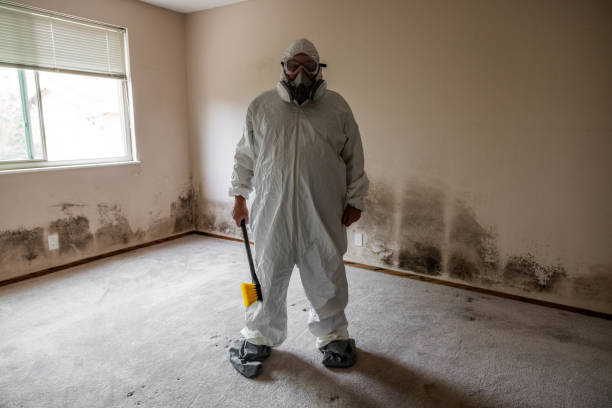 Best Attic Mold Remediation in Boise City, OK