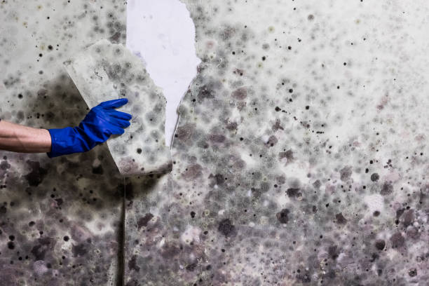 Professional Mold Remediation in Boise City, OK