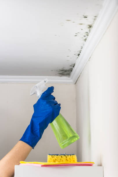 Best Kitchen Mold Remediation in Boise City, OK